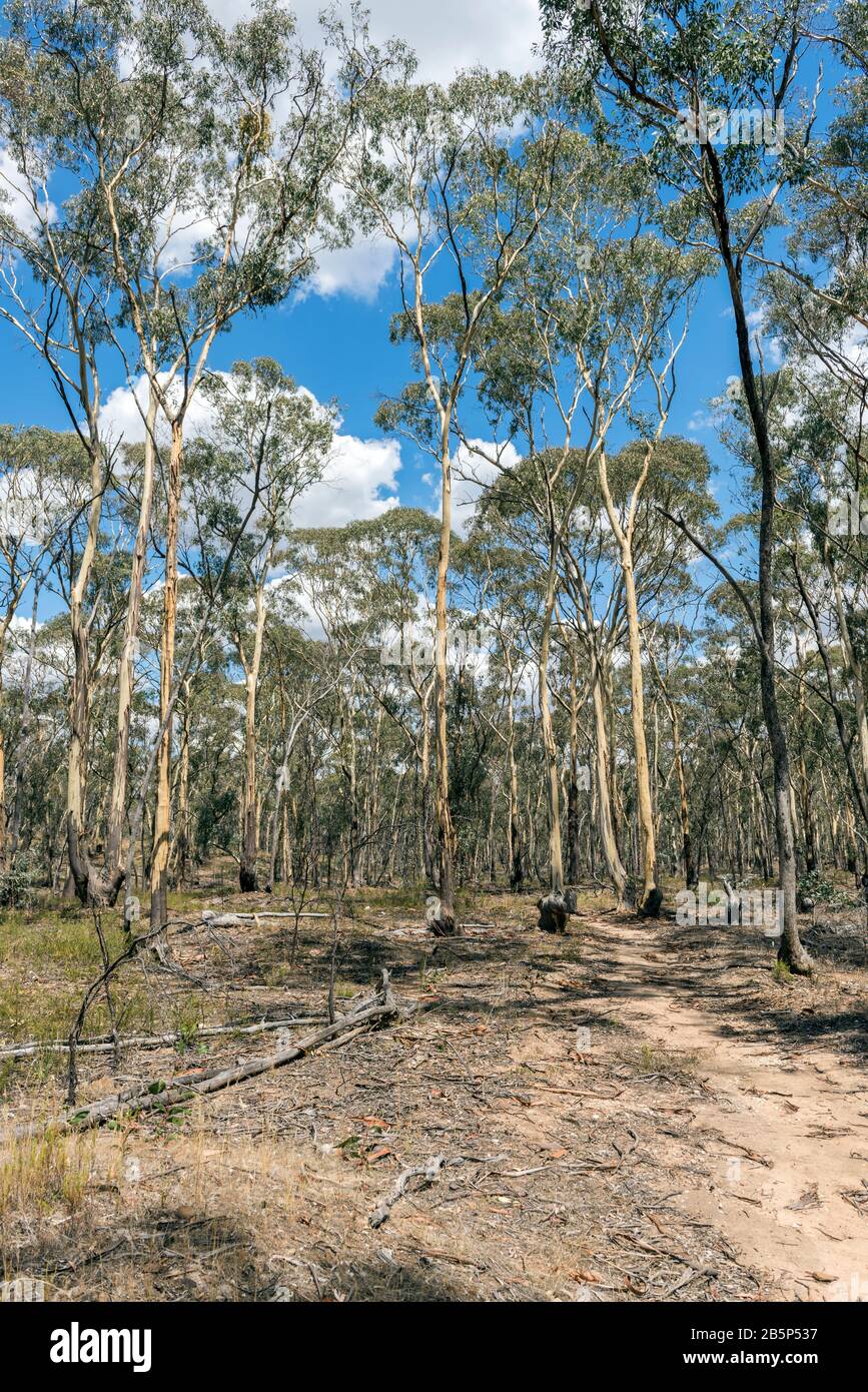 Regenerierung von Box Iron-Bark Forest, North British Mine, die die größte, profitabelste und längste Mine in der Stadt Maldon war. Stockfoto