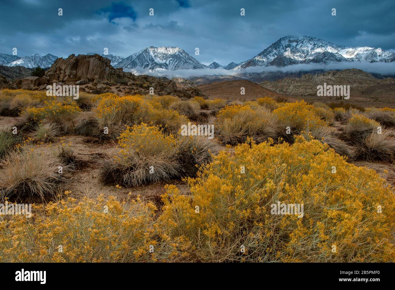 Rabbitbrush, The Buttermilks, Mount Humphries, Basin Mountain, Mount Tom, Bishop Creek National Recreation Area, Inyo National Forest, Kalifornien Stockfoto