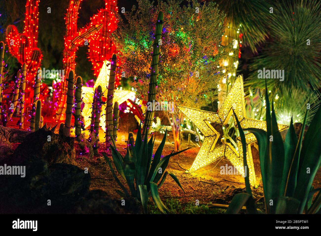 Botanischer Kakteengarten las vegas. - dez, 2019 Bunte Licht-Darstellung von Kaktus Stockfoto