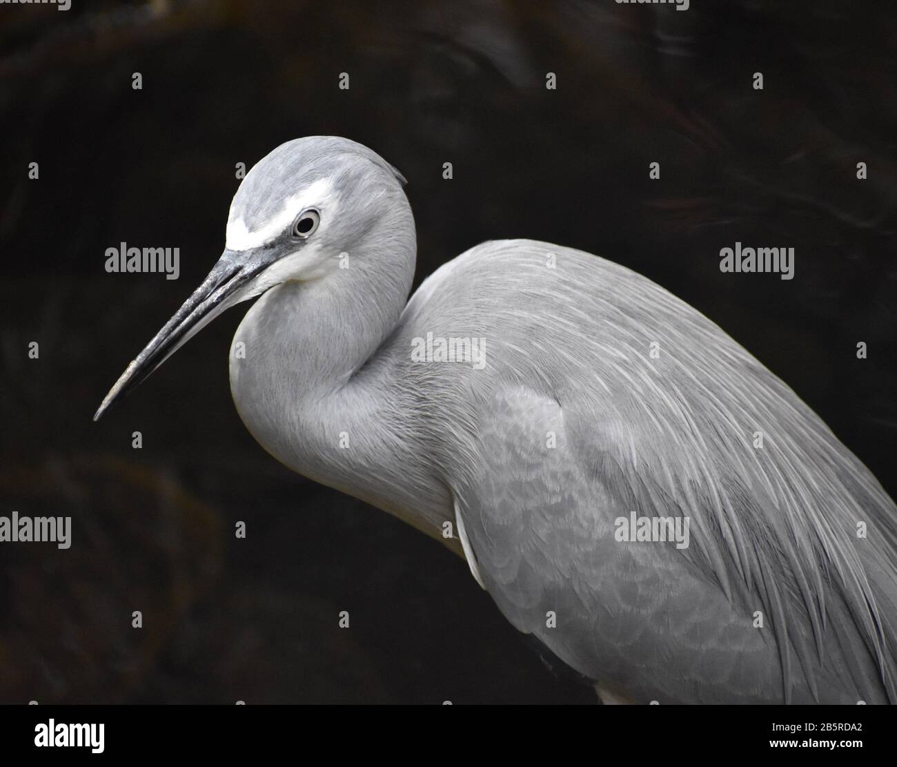 Eine Nahaufnahme eines Weißkäppchen-Reiherens (Egretta novaehollandiae) auf Fidschi. Stockfoto