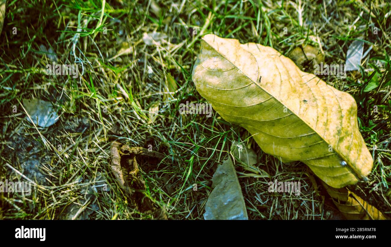 Die Blume fällt auf die Tür des Buddha und die Blumen sind wunderschön Stockfoto