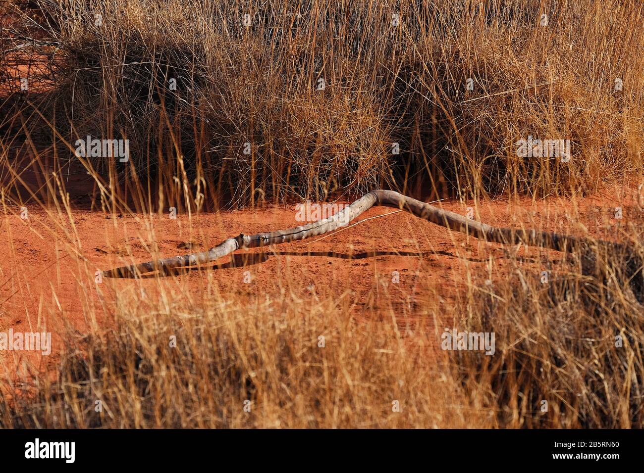 Eine Schlange wie auf einem sandigen Pfad zwischen den Klumpen von Triodia Spinifex, Uluru - Kata Tjuta National Park; Northern Territory, Australien Stockfoto