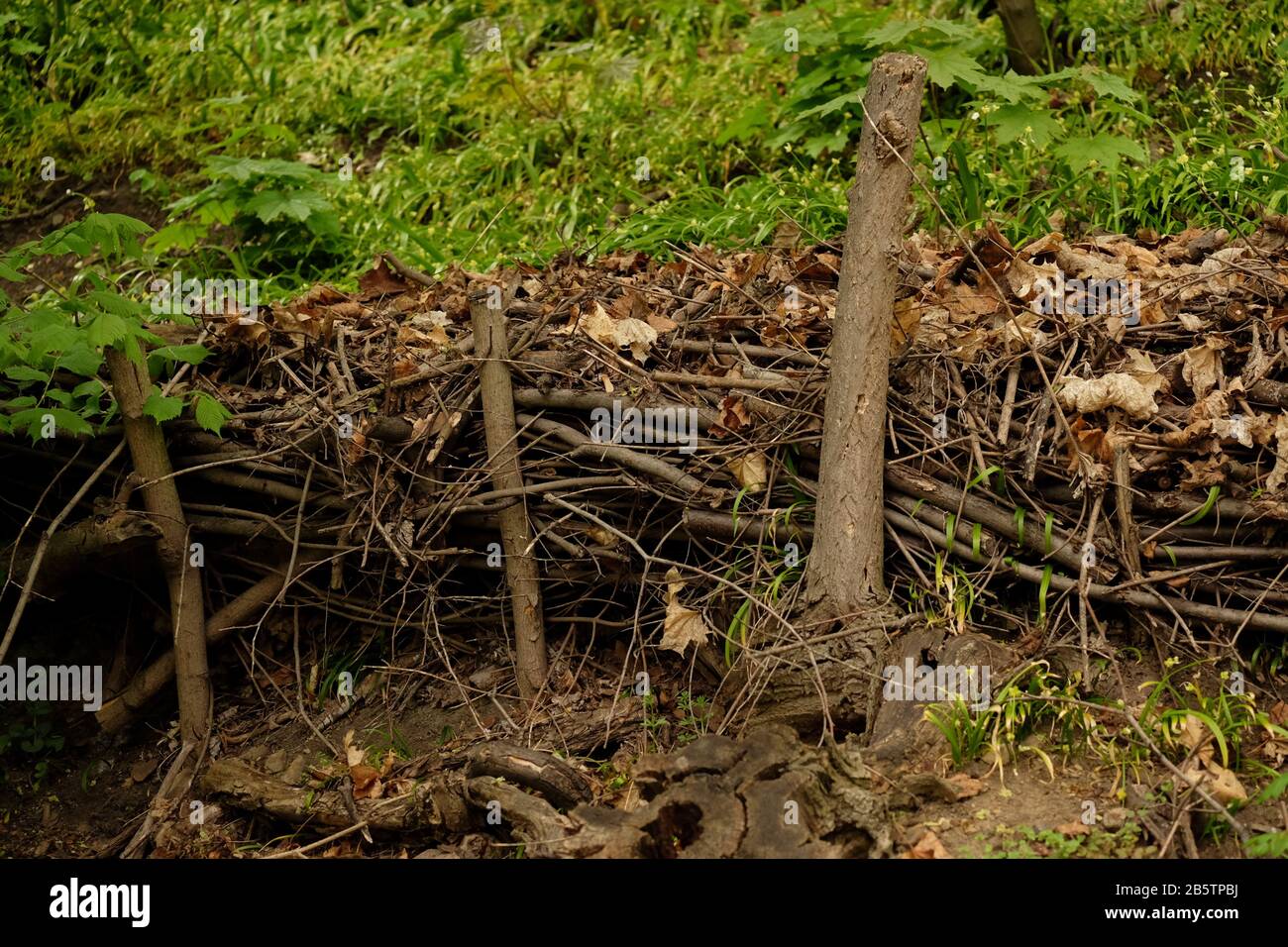 Bodenschutzarbeiten im Letna Park mit Stöcken, Ästen als Pfähle und Blätter als natürliche Wasserbrüche; Letenské Sady; Prag 7, Tschechien Stockfoto