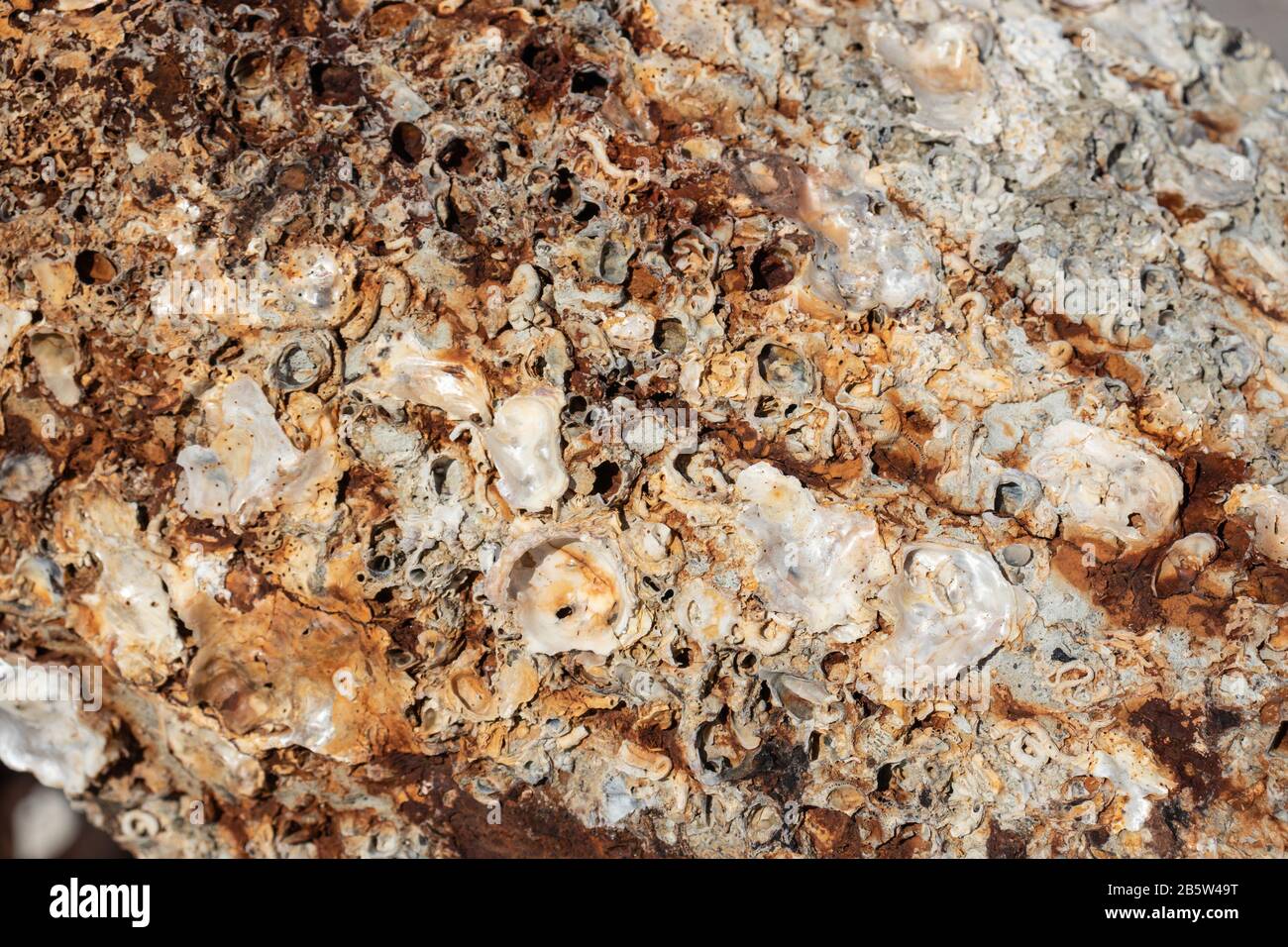 Seashells auf alter rostiger Oberfläche eines Ankers Stockfoto