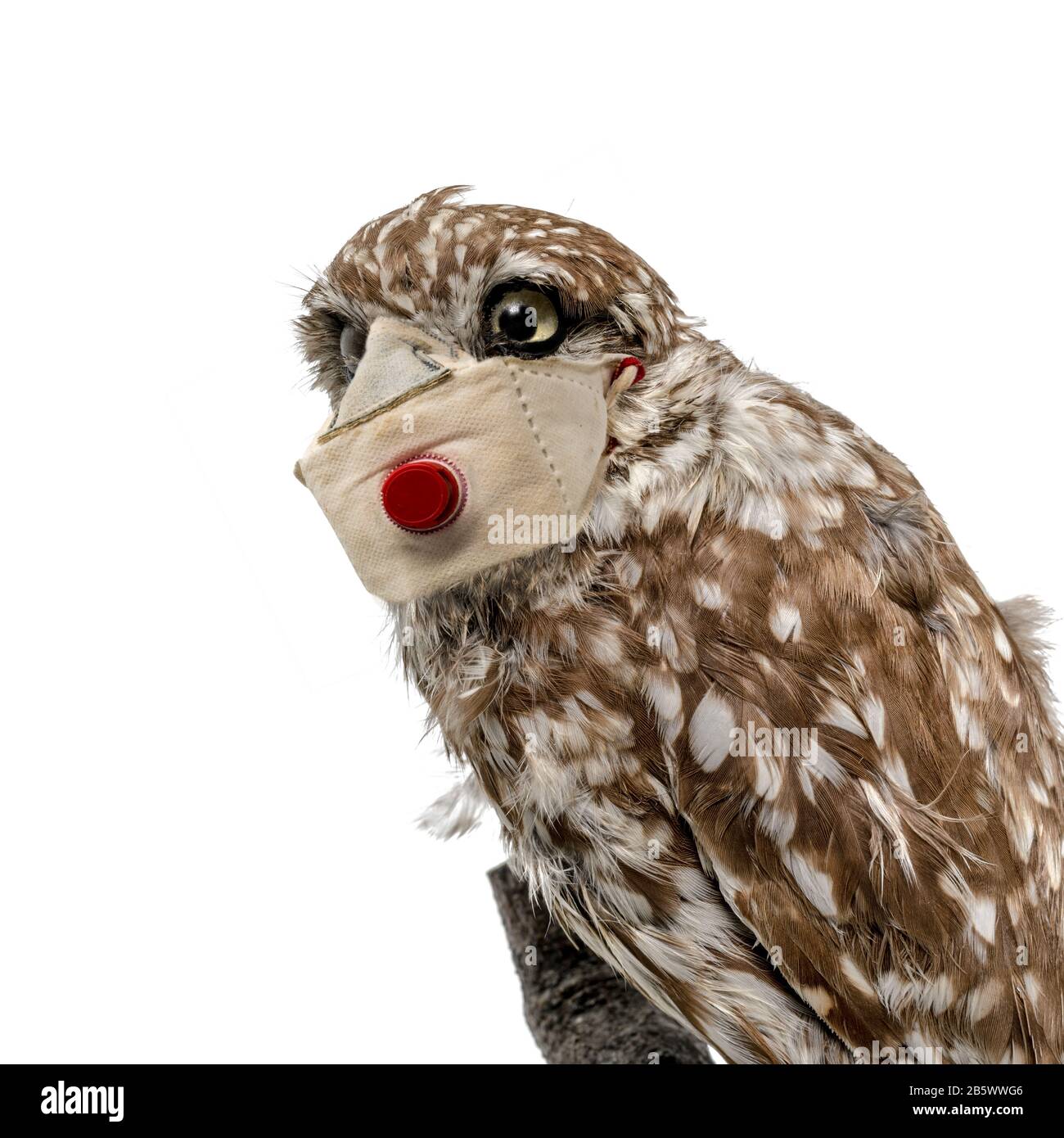 Porträt einer Eule mit einem Mundschutz gegen Infektionen isoliert auf Weiß Stockfoto