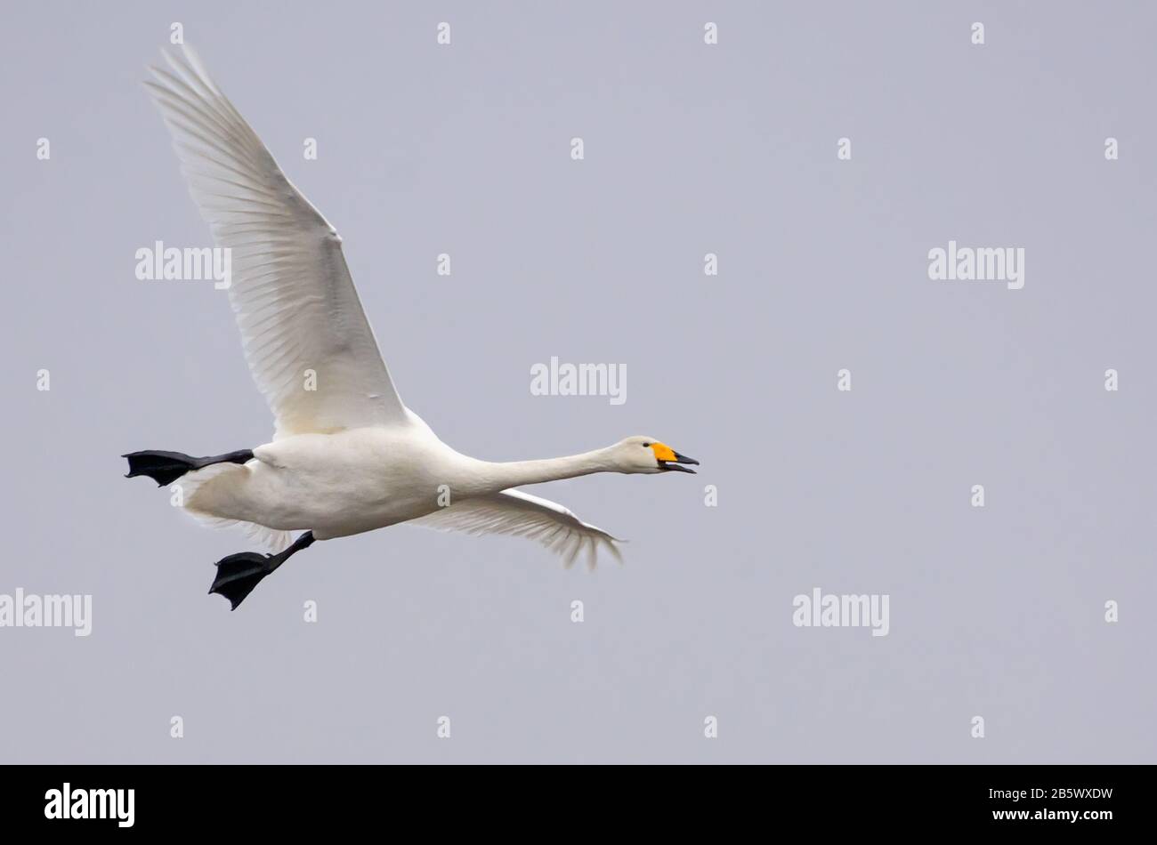 Whooper-Schwan (cygnus cygnus) im Flug über hellgrauen Himmel mit offenem Schnabel und schwingenden Beinen Stockfoto