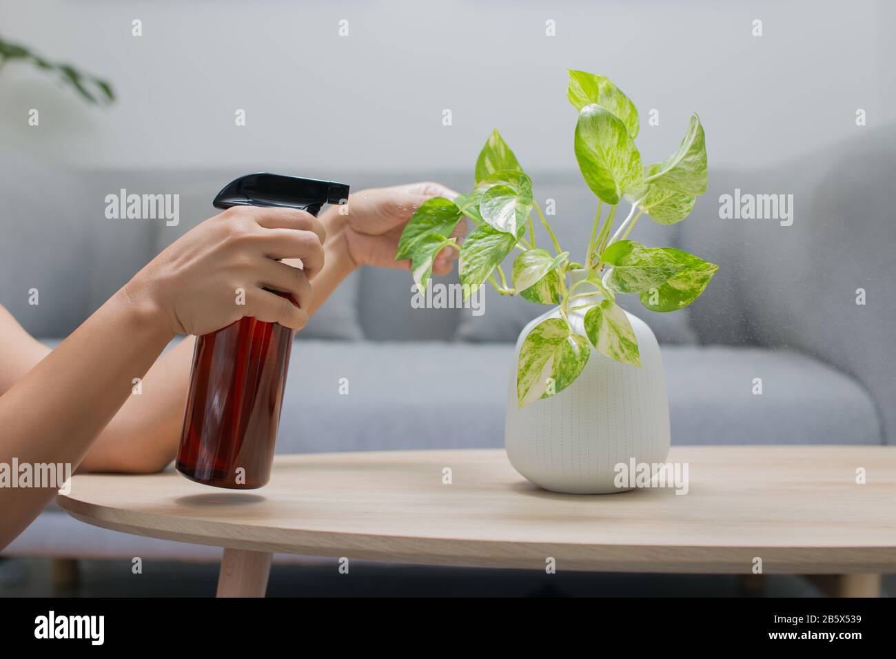 Die Frau sprüht Flüssigdünger auf den goldenen pothos auf dem Holztisch im Wohnzimmer. Das Epiprest aureum in einem Whi Stockfoto