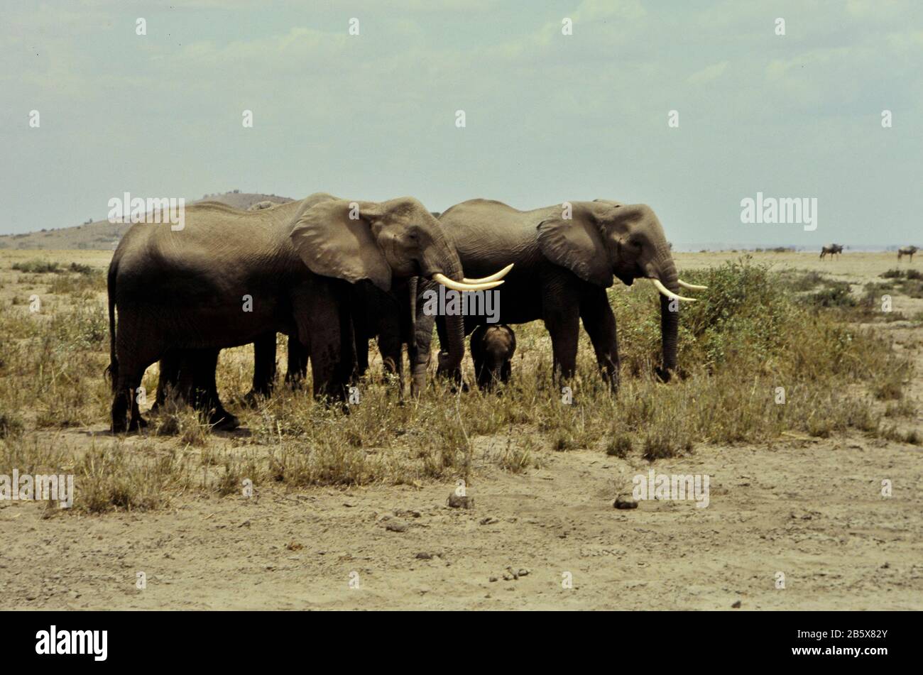 Eine Familie von Elefanten mit Baby in der Savanne in Afrika Stockfoto