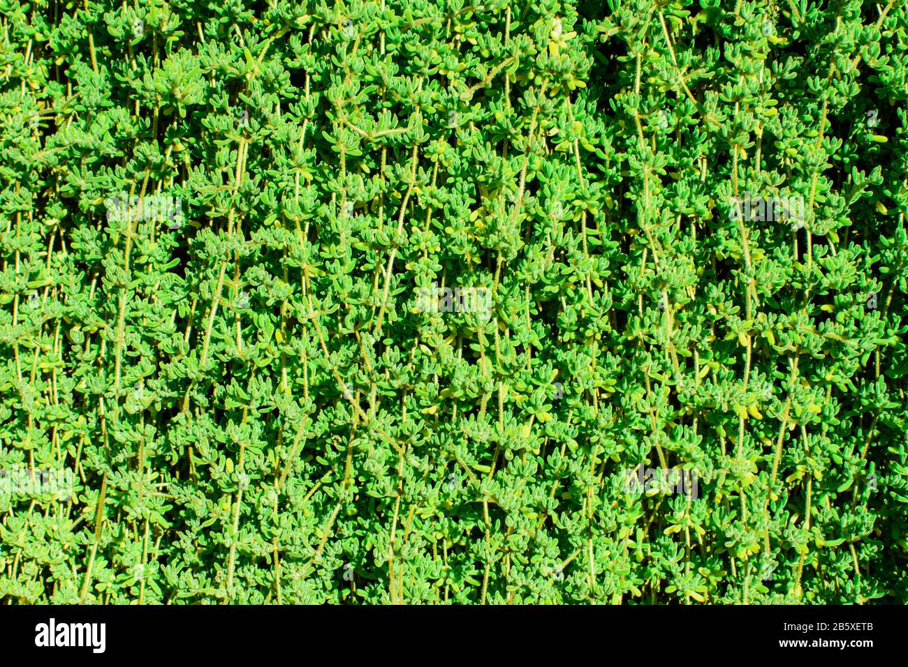Textur vieler frischer, schöner Blätter grüner Pflanzen. Natürlicher Hintergrund. Stockfoto