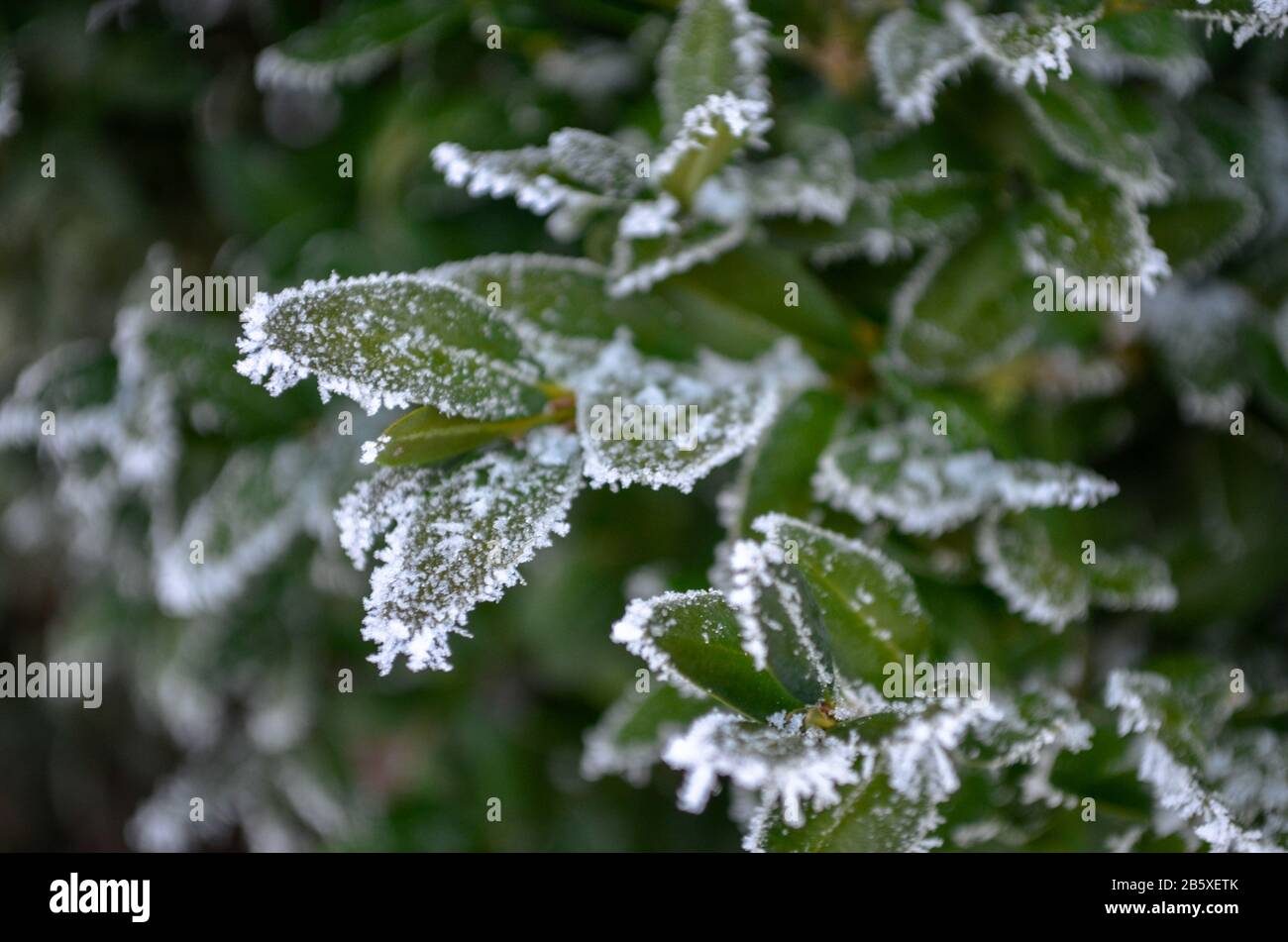 Grüne Blätter im Winter bei Frost Stockfoto