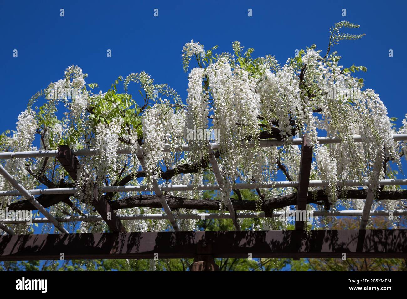 Frühlings-Blumen-Reihe., Wisteria Trellis im Garten Stockfoto