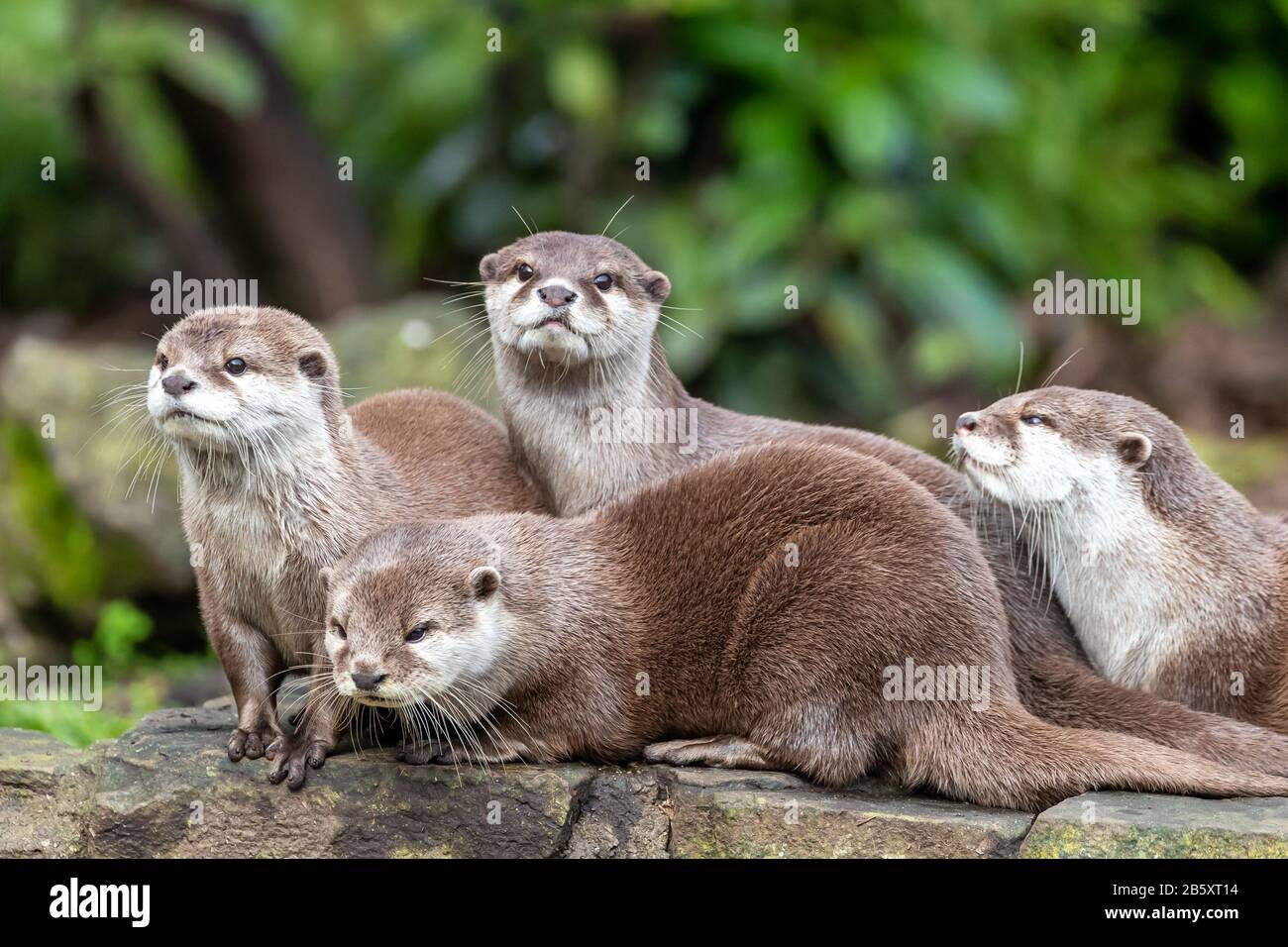 Gruppe von vier aufmerksamen orientalischen Kleinklockenottern, Aonyx cinereus, vor grünem Laubenhintergrund. Stockfoto