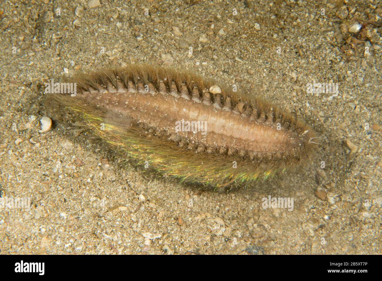 See-Maus Stockfoto