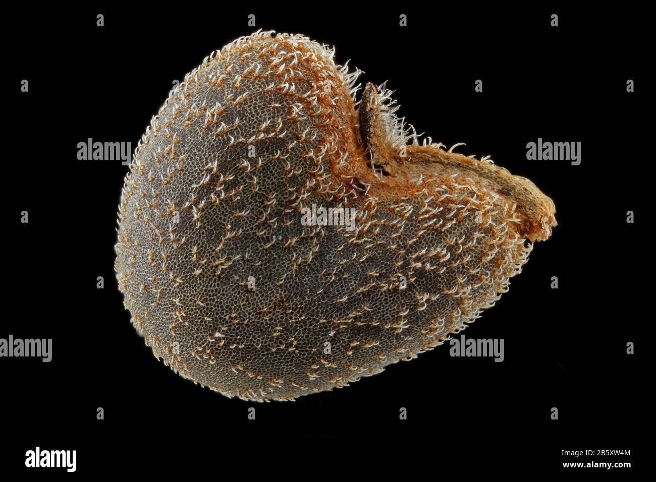 Abutilon theophrasti, Samtblatt, Samtpappel, Nahaufnahme, Samen, 3 mm Durchmesser Stockfoto
