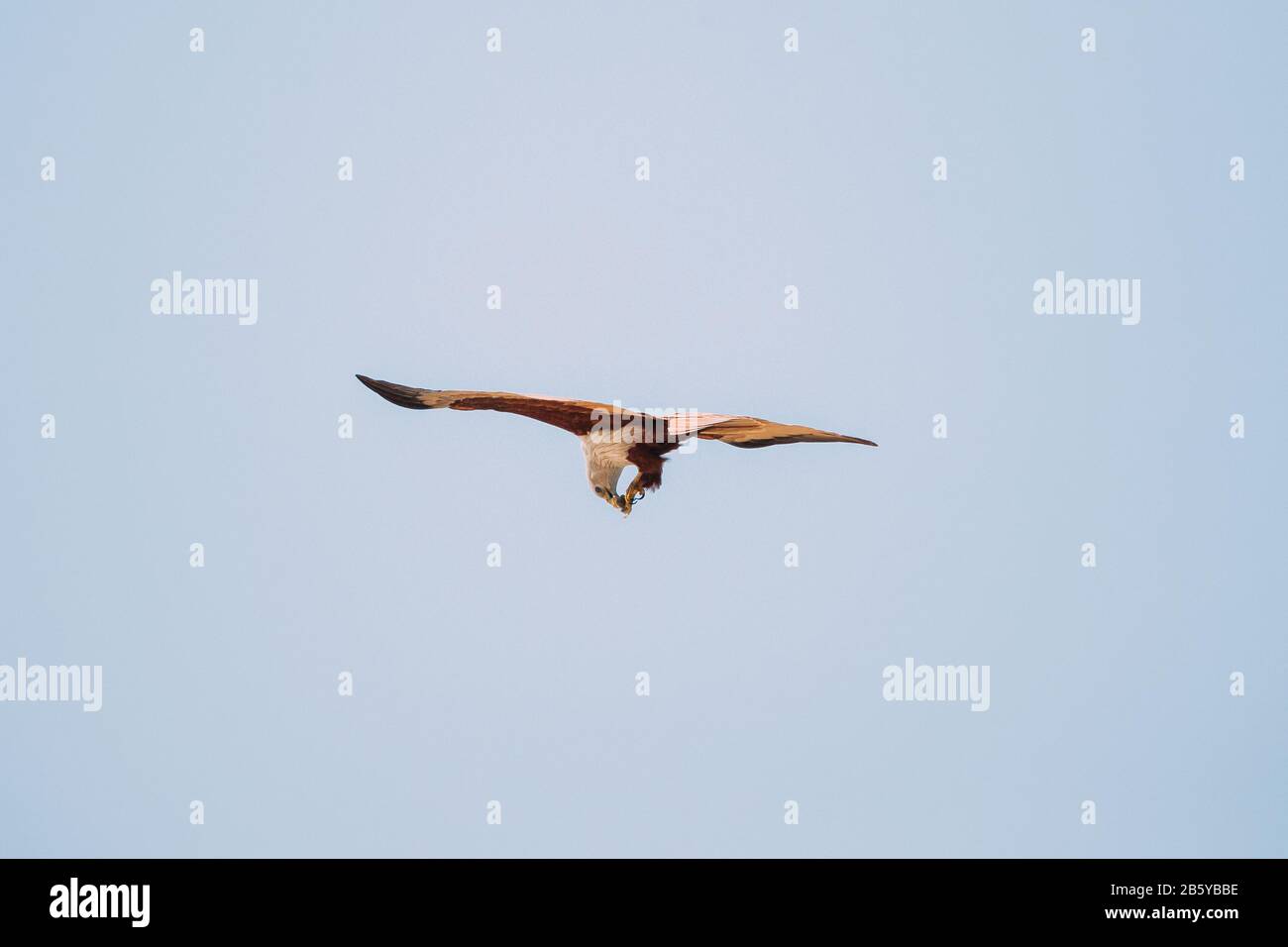 Goa, Indien. Brahminischer Kite, Der Krabben Im Flug Mit Blauem Himmel Isst. Stockfoto
