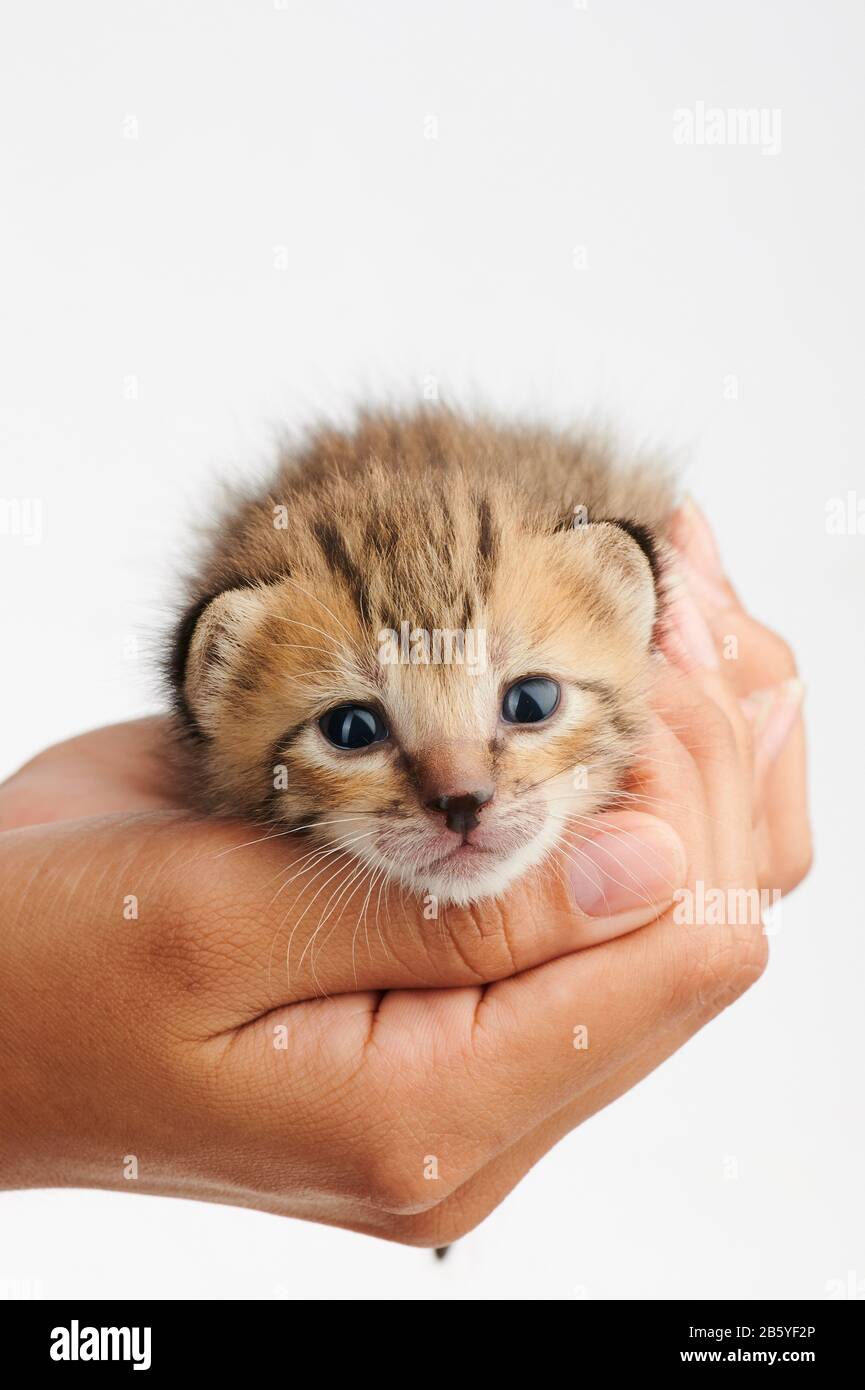 Süßes braunes Kätzchen auf menschlicher Hand isoliert auf weißem Hintergrund Stockfoto