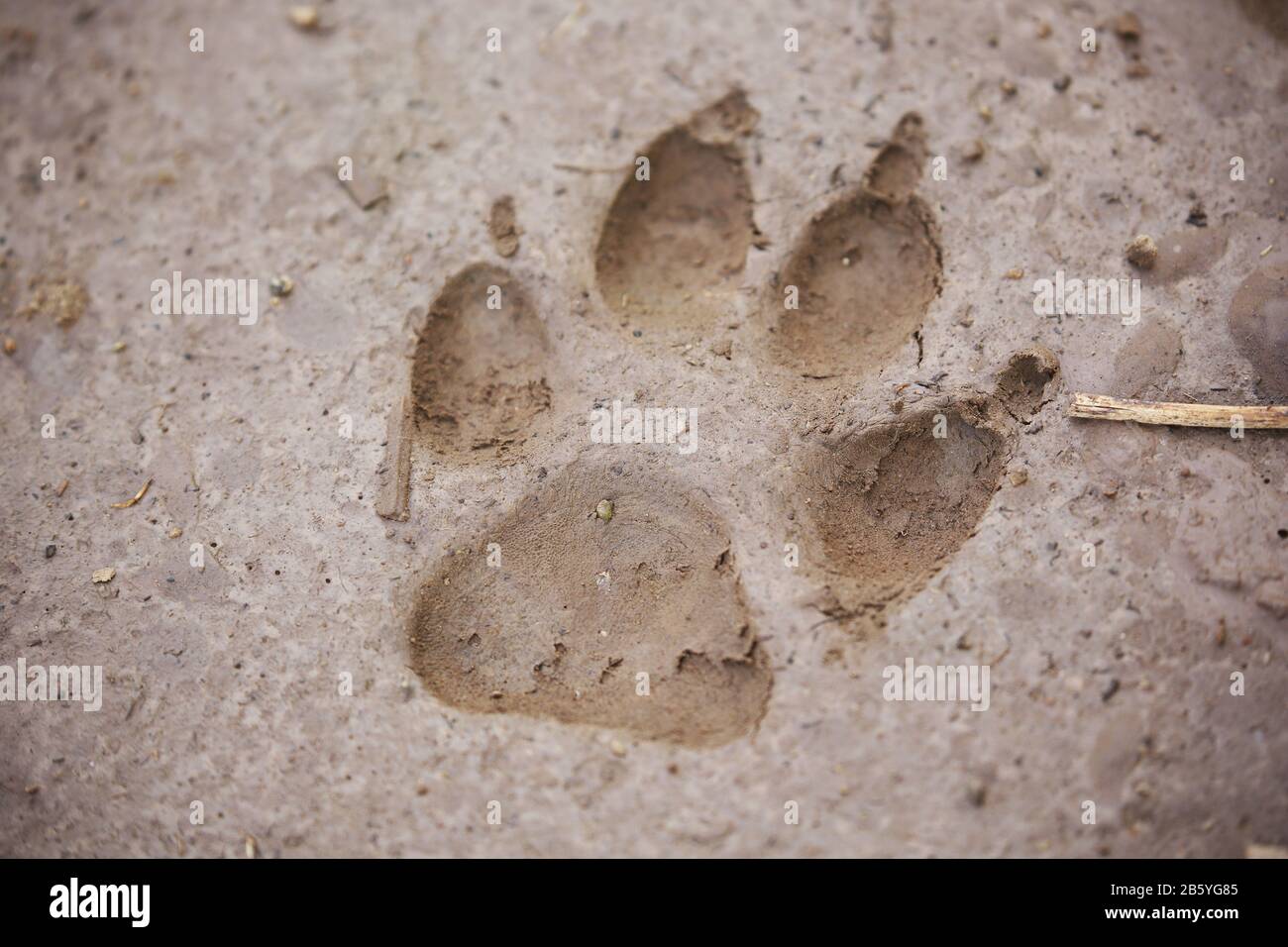 Wolf-Druck im Schlamm, Georgia, Europa Stockfoto