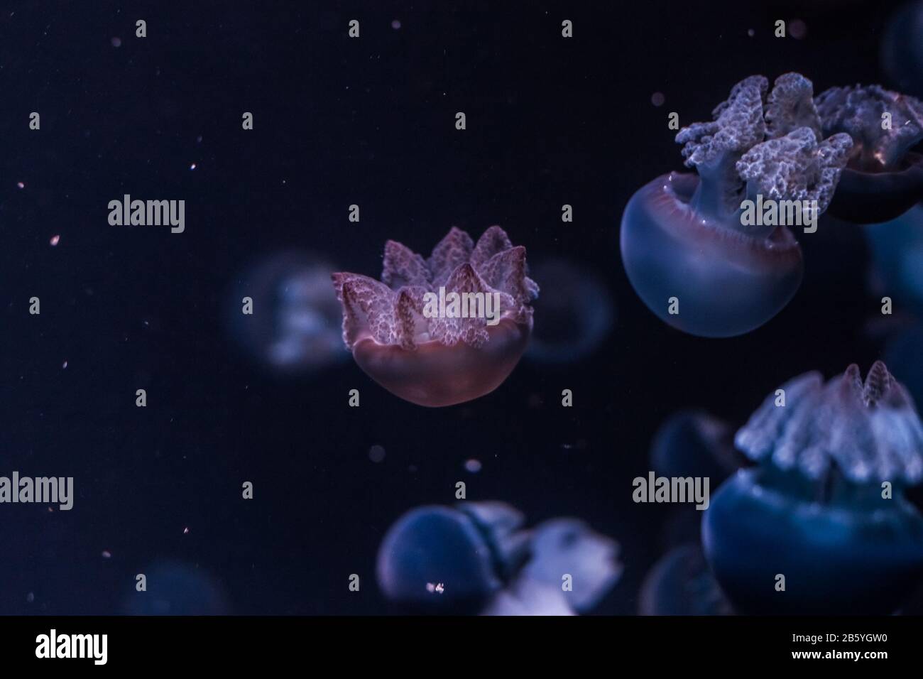 Blauer Blubber Quallen im dunklen Wasser. Catostylus-Mosaikus. Stockfoto
