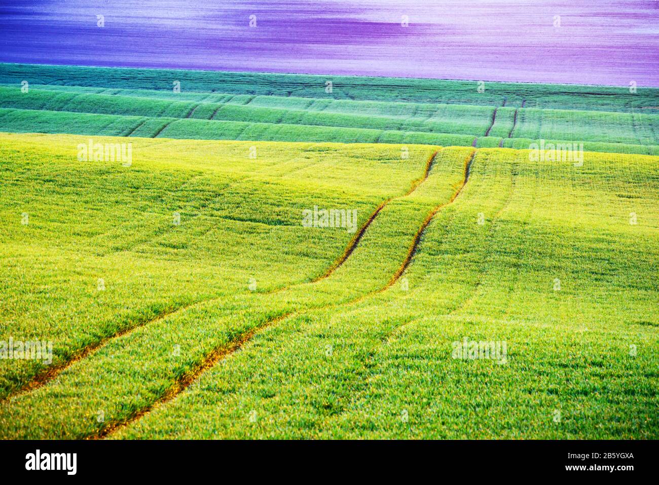 Grüne Weizenreihen und Wellen der landwirtschaftlichen Felder Südmährens, Tschechien. Kann wie Naturhintergrund oder Textur verwendet werden Stockfoto