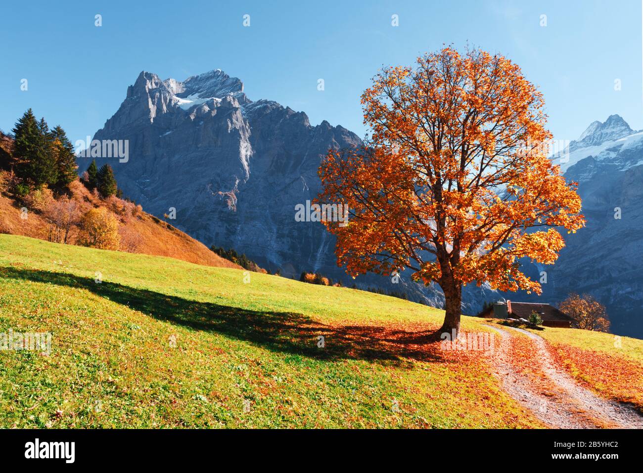 Malerische Herbstlandschaft mit Orangenbaum, grüner Wiese und blauen Bergen im Dorf Grindelwald in den Schweizer Alpen Stockfoto