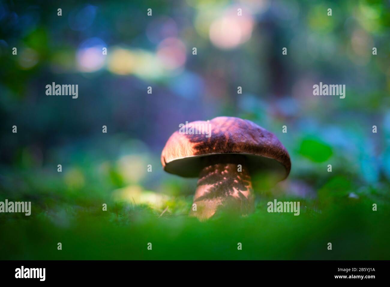 Big White mushroom im Sommer Wald. Natur Landschaft Fotografie Stockfoto