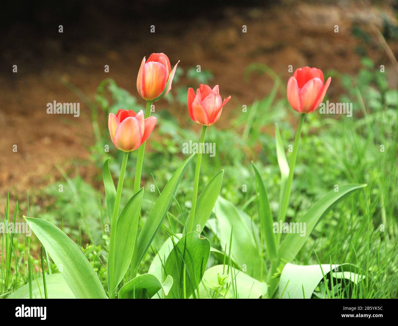 Tulpen bei voller Sonneneinstrahlung an einem Frühlingstag Stockfoto