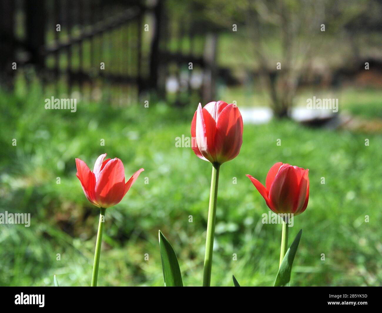 Tulpen bei voller Sonneneinstrahlung an einem Frühlingstag Stockfoto