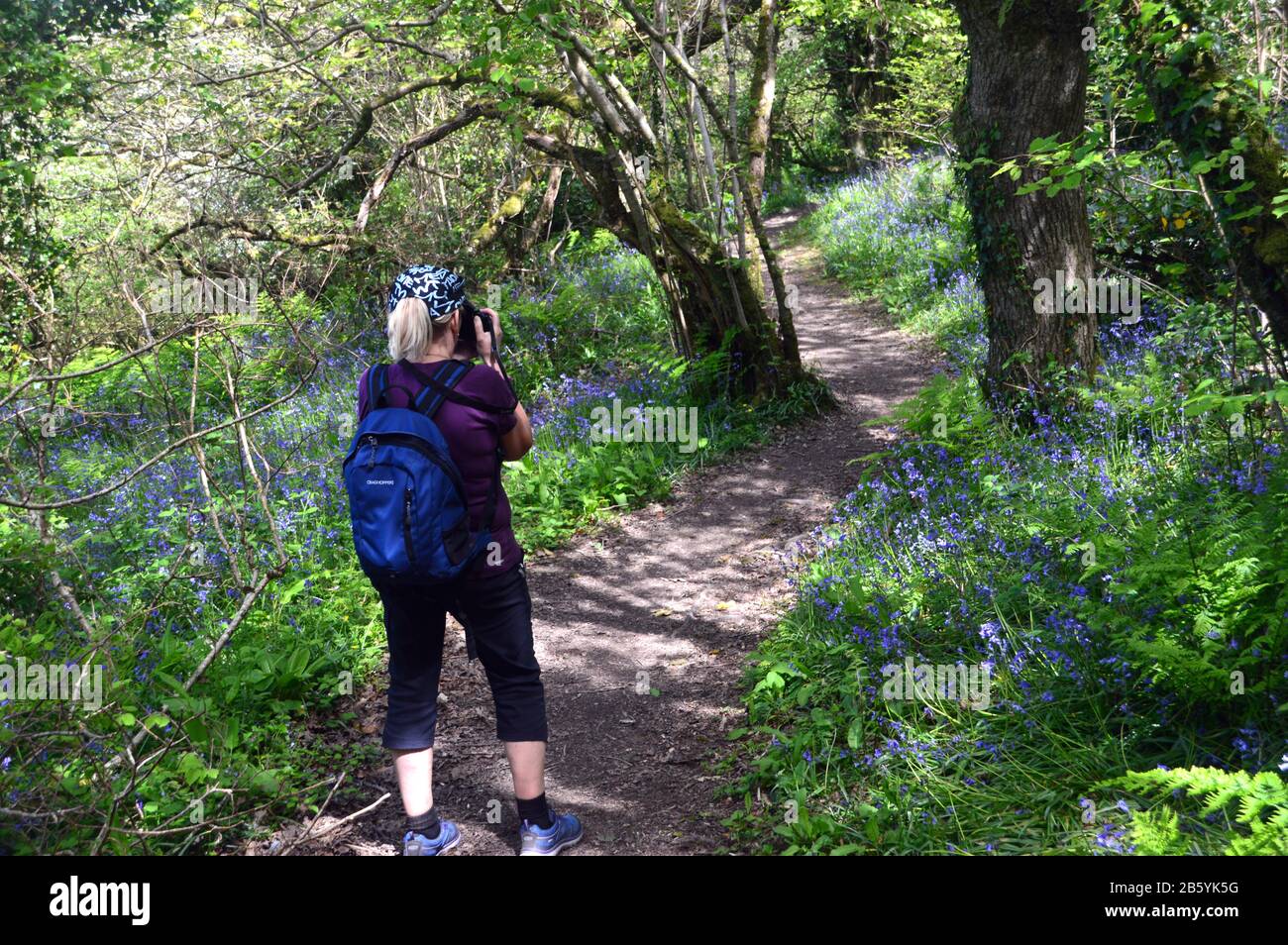 Woman Hiker, Die Fotos mit Camera im National Trusts Worthygate Woods in der Nähe von Buck's Mills auf dem South West Coast Path, North Devon, Großbritannien machen. Stockfoto