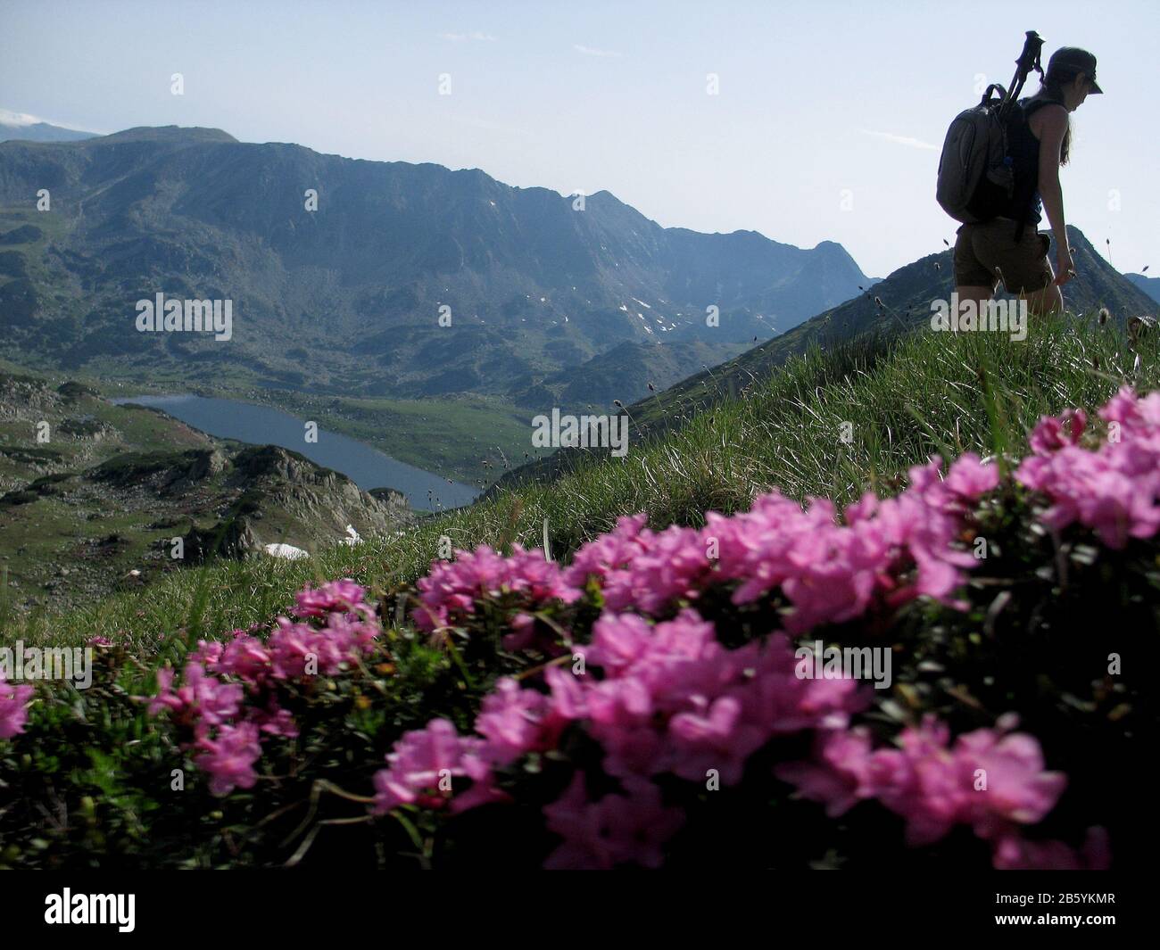 Spazieren Sie durch wilde Blumen in den Bergen Stockfoto