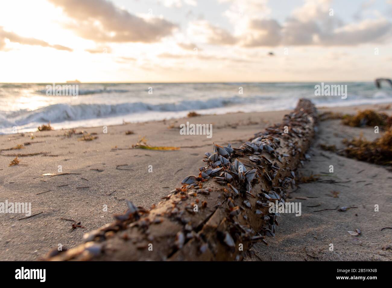 Meer gewaschene Holzklotze voller Meeresschutzschalen in einem Kühlen Morgensonnengang in Miami South Beach, Florida. Wind brachte einige hohe Wellen. Stockfoto