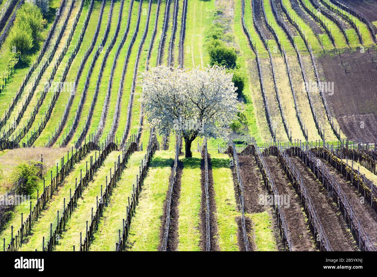 Wundervolle Frühlingslandschaft Mit Weißem, Blühendem Kirschbaum Zwischen Weinreihen In Südmähren, Tschechien Stockfoto