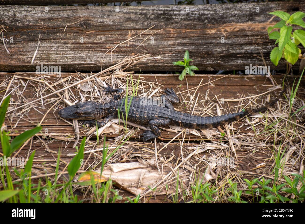 Baby-Alligator auf Holzhintergrund Stockfoto