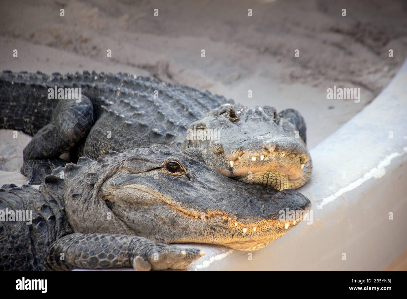 Alligator Love in Straight Sunshine, Everglades Stockfoto