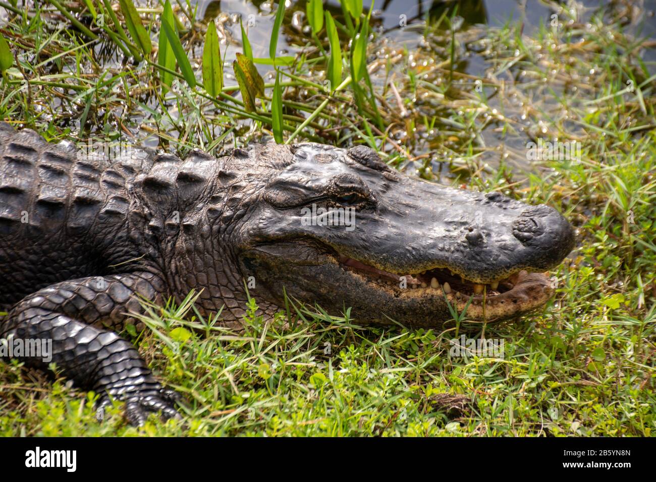 Alligator in den Feuchtgebieten in Everglades, Florida Stockfoto
