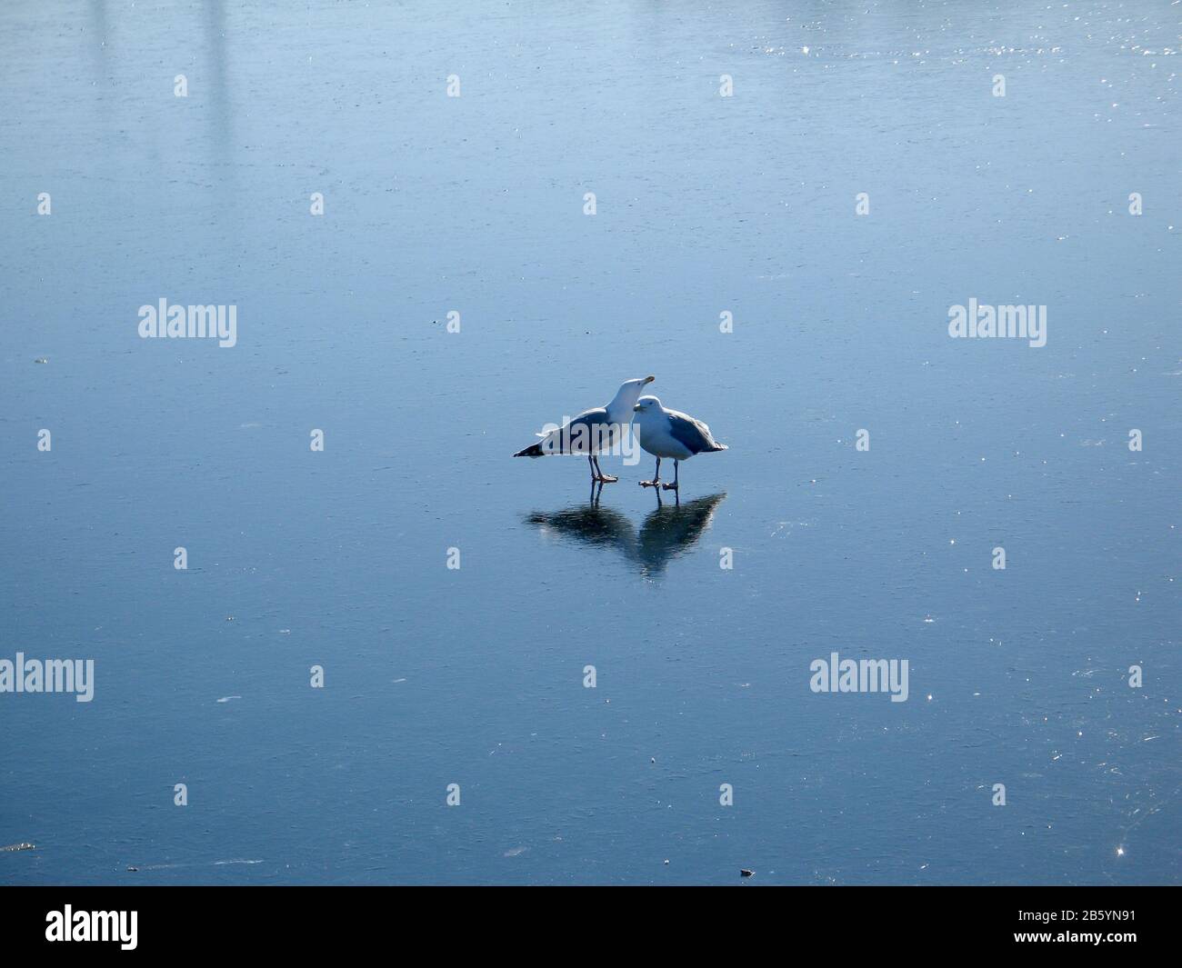 Gefrorene Möwen an einem gefrorenen See Stockfoto