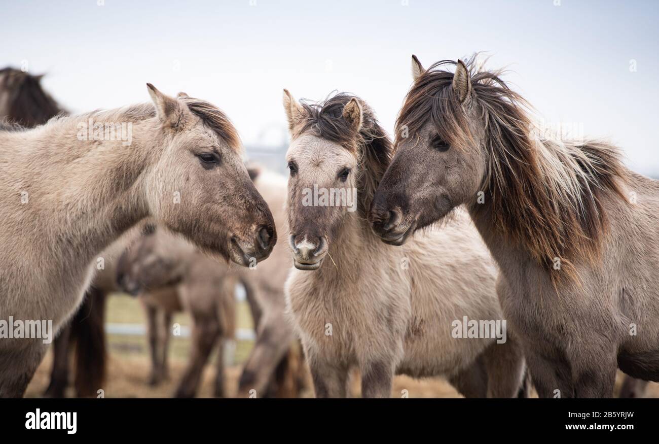 Nordermeldorf, Deutschland. März 2020. Konik Pferde stehen in einem mobilen Zaun. Einige von ihnen sollen für Untersuchungen erfasst werden. Die ponyartigen Wildpferde leben wild im Meldorfer Speicherkoog (Kreis Dithmarschen) und befinden sich derzeit in teils schlechtem Zustand. Kredit: Daniel Reinhardt / dpa / Alamy Live News Stockfoto