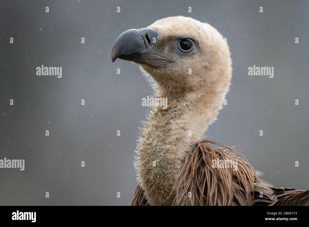 Gänsegeier Stockfoto