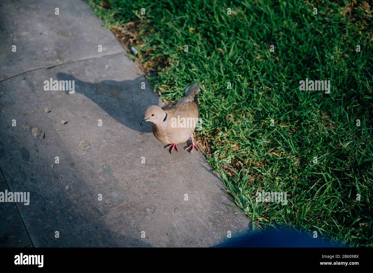 Taube auf Tenera Stockfoto