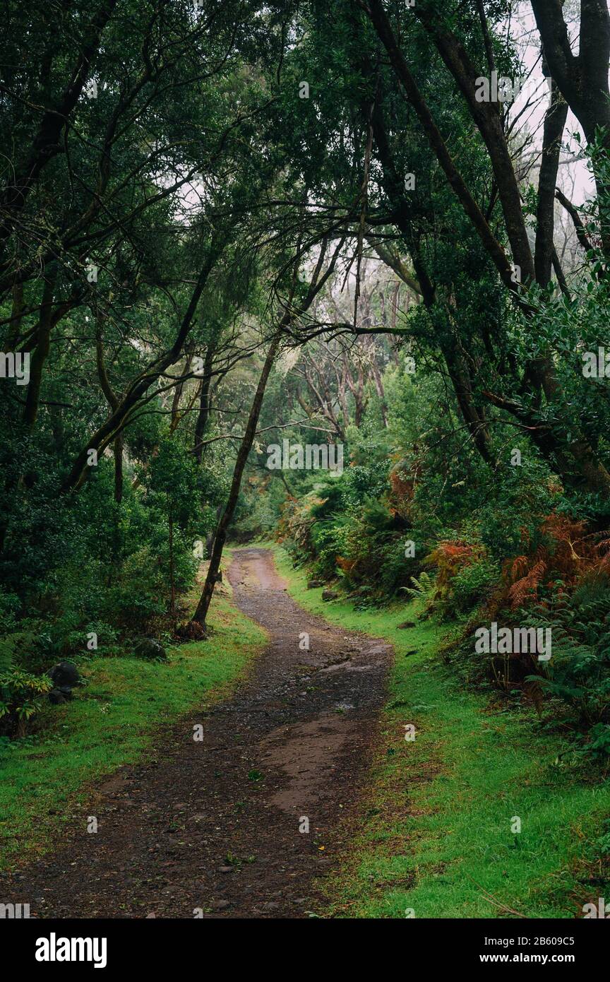 Nationalpark Garajonay, La Gomera Stockfoto