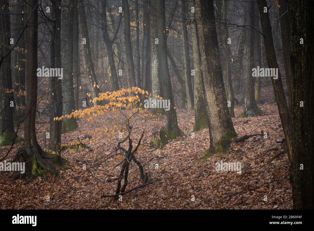 Wald in der Region Poltar in der Slowakei. Stockfoto