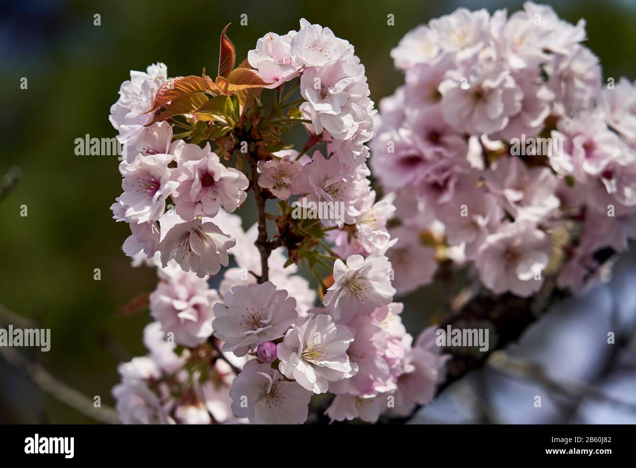 Zarte rosafarbene Kirschblüten vor verschwommenem Hintergrund. Stockfoto