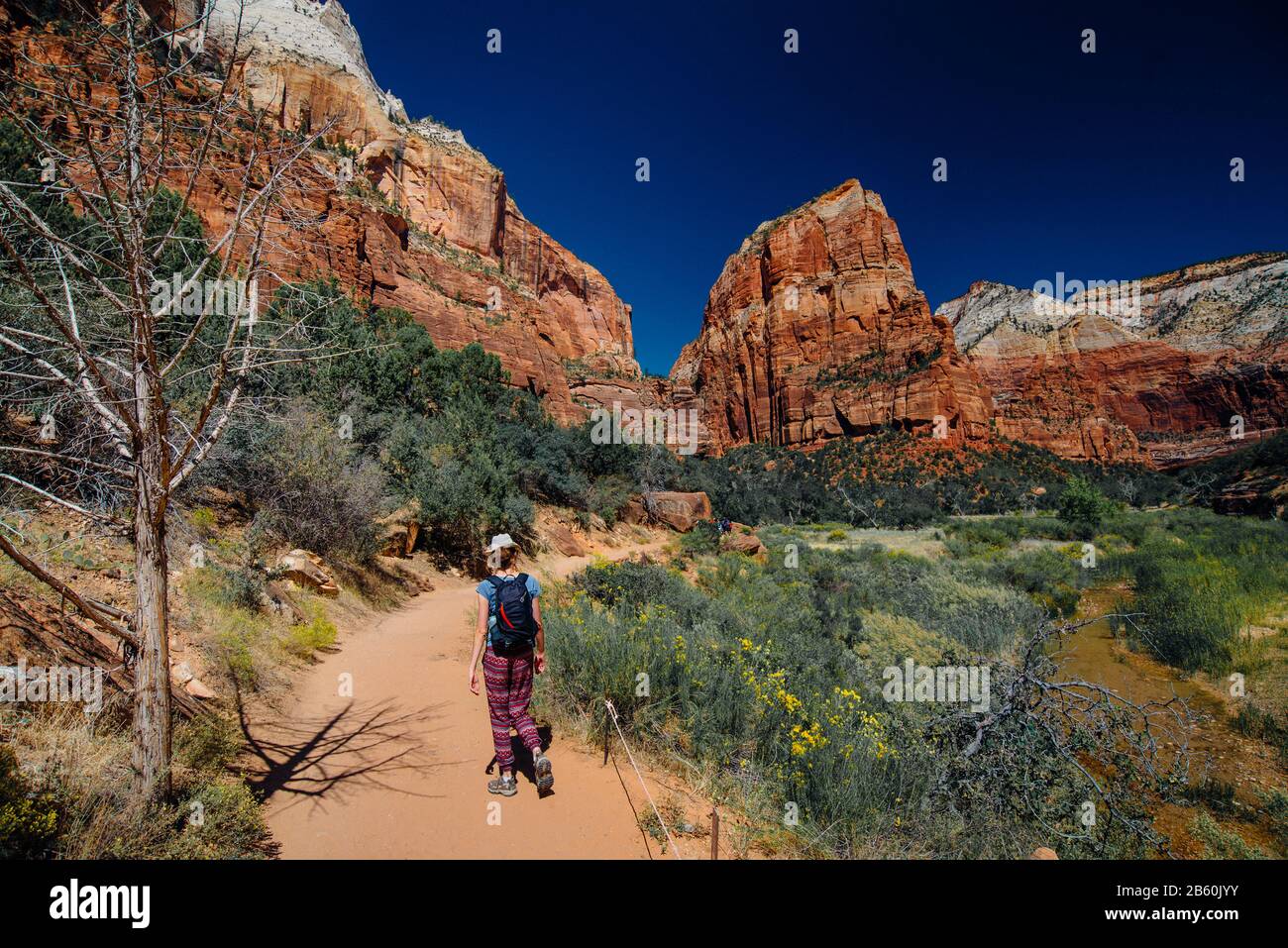 Zion Nationalpark, Utah Stockfoto