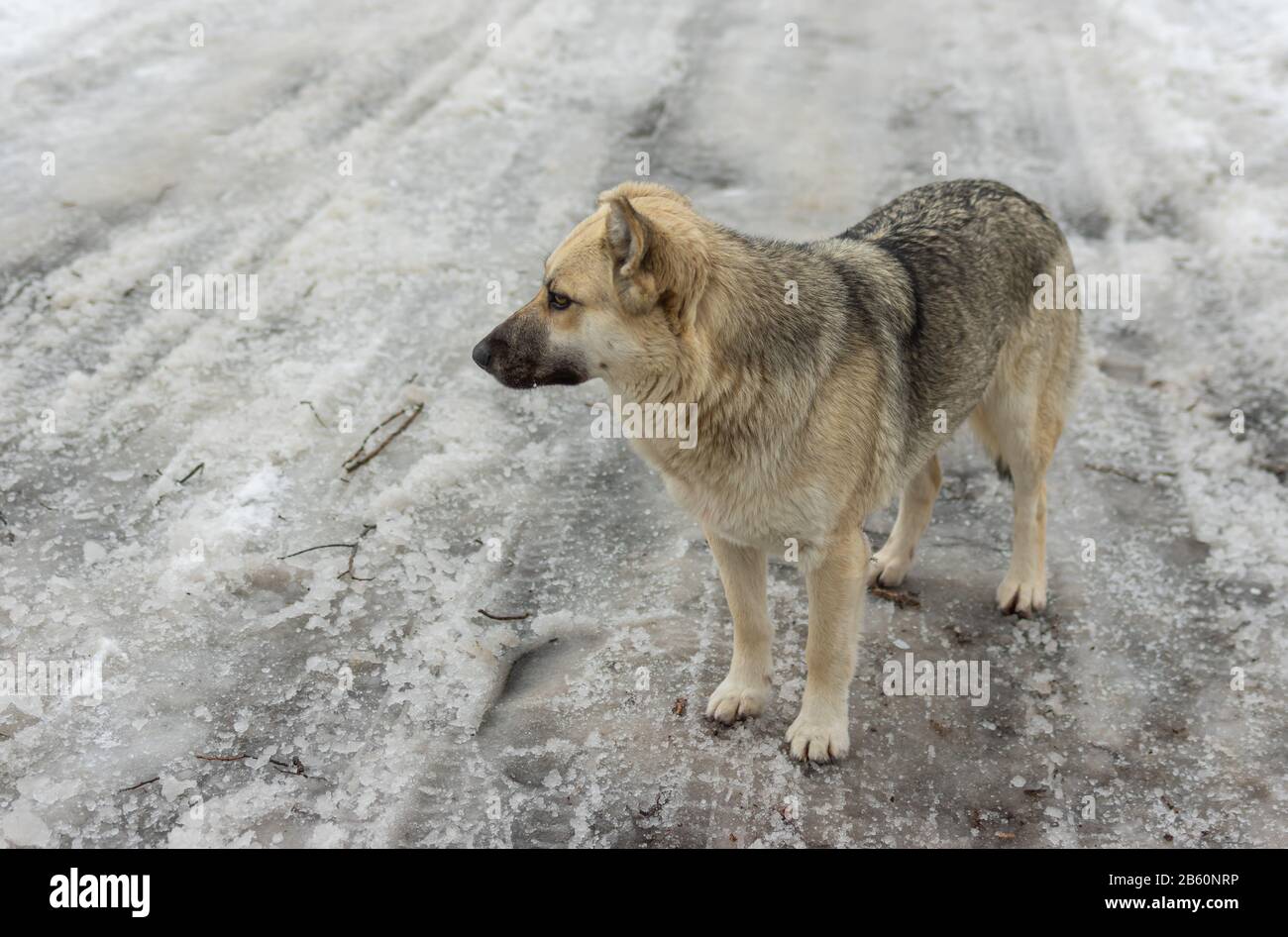 Porträt des grauen weiblichen streunenden Hundes, der auf einer Winterstraße in der Stadt Dnipro in der Ukraine steht Stockfoto