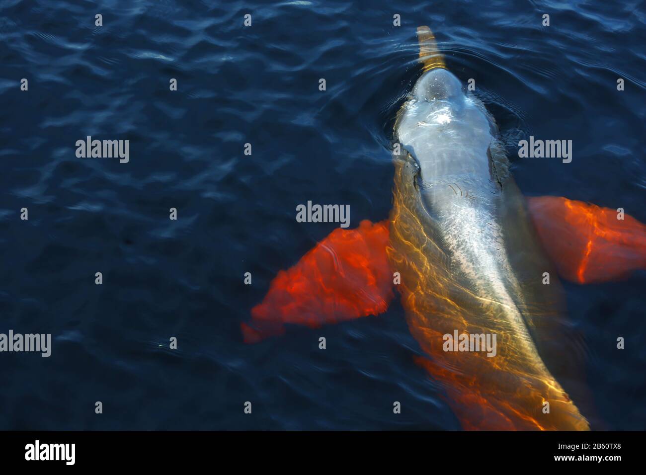 Booto-Delphin in Rio Negro Stockfoto