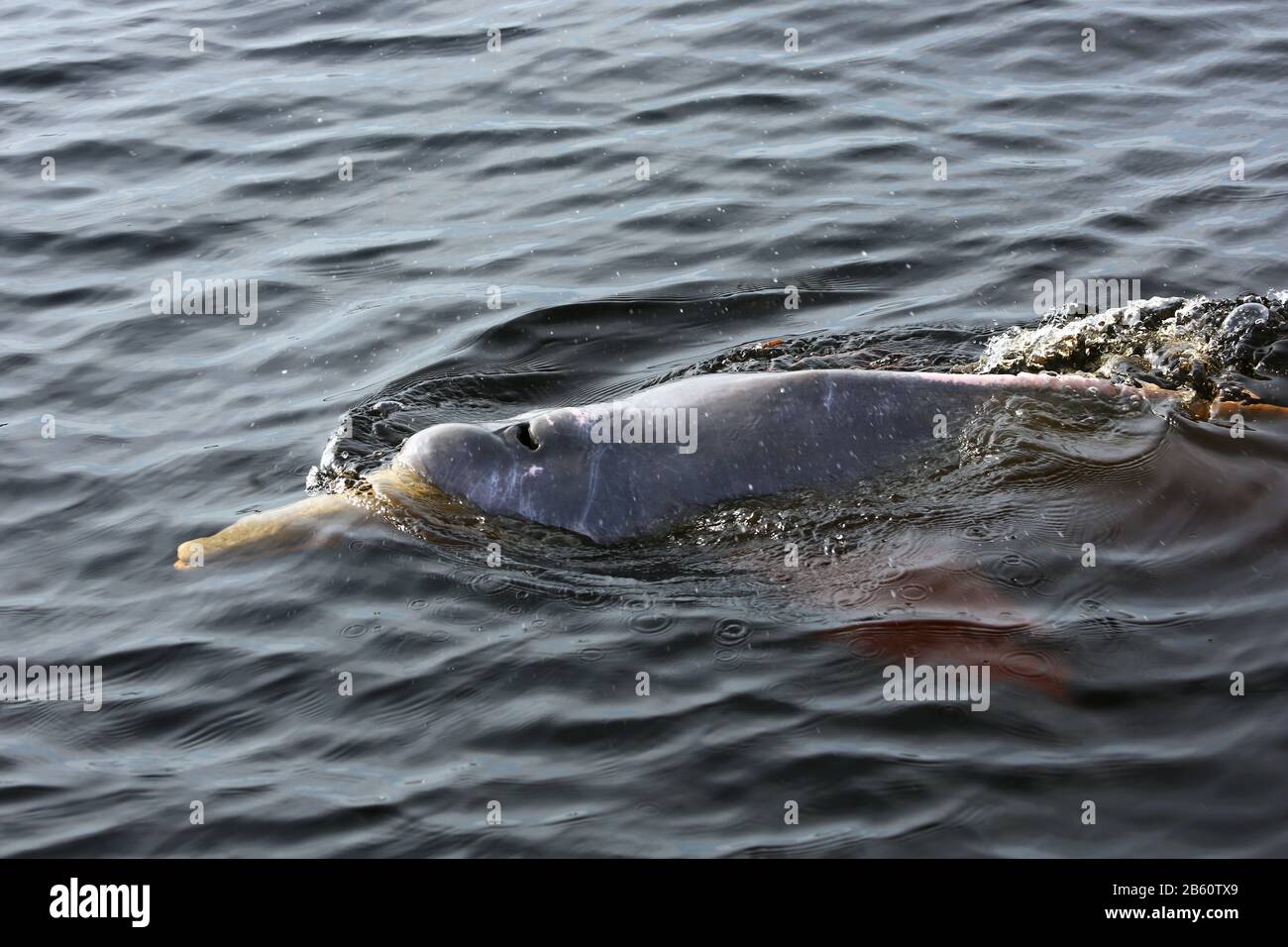 Booto Delfinschwimmen in Rio Negro Stockfoto
