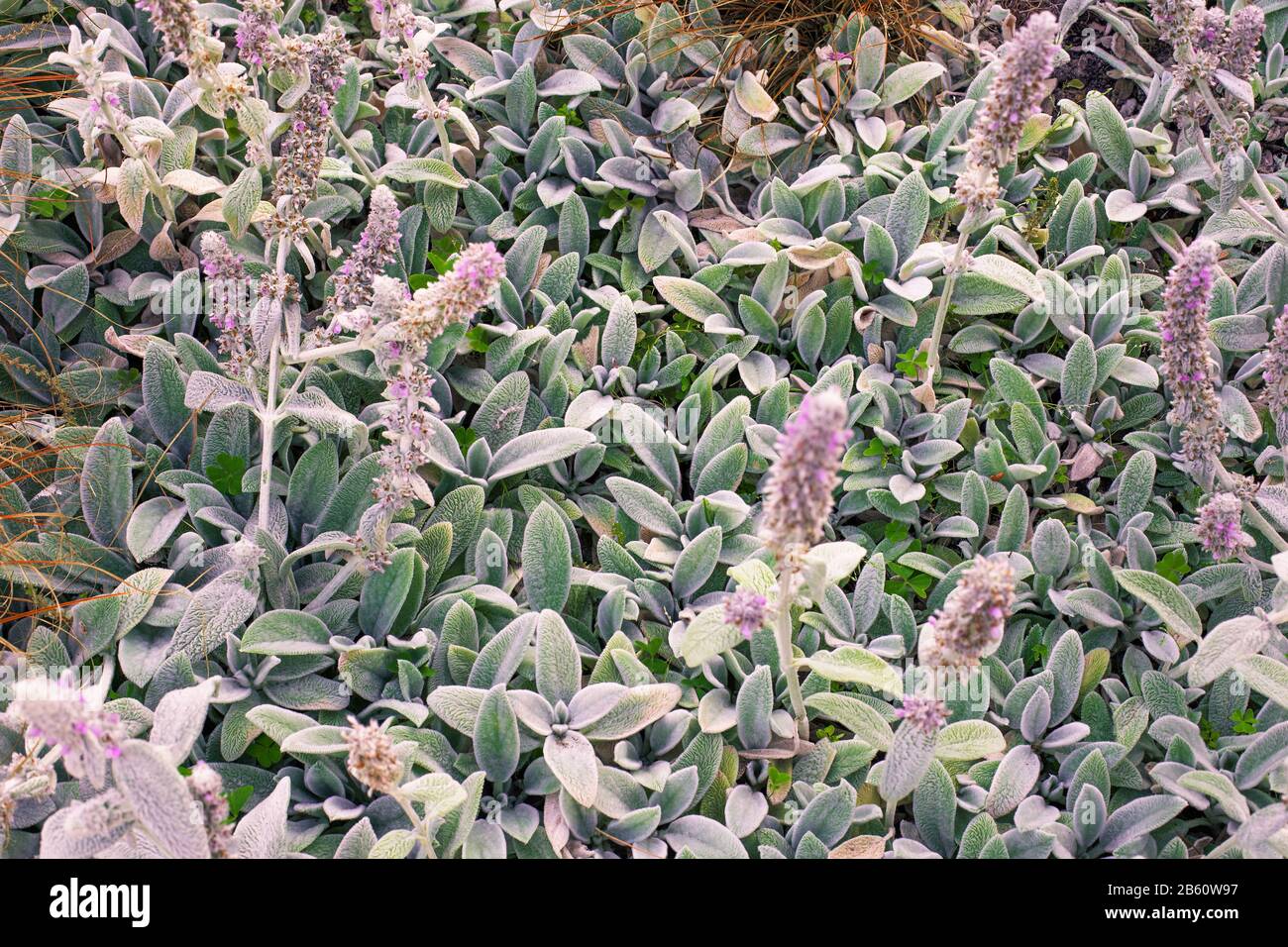 Natürlicher Hintergrund im öffentlichen Park mit kleinen behaarten Blättern von Stachys Byzantina Stockfoto