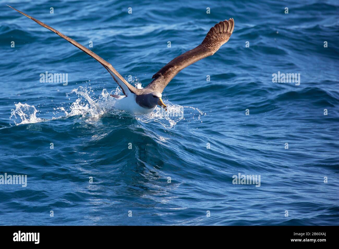 Chatham Albatross aus dem Wasser Stockfoto