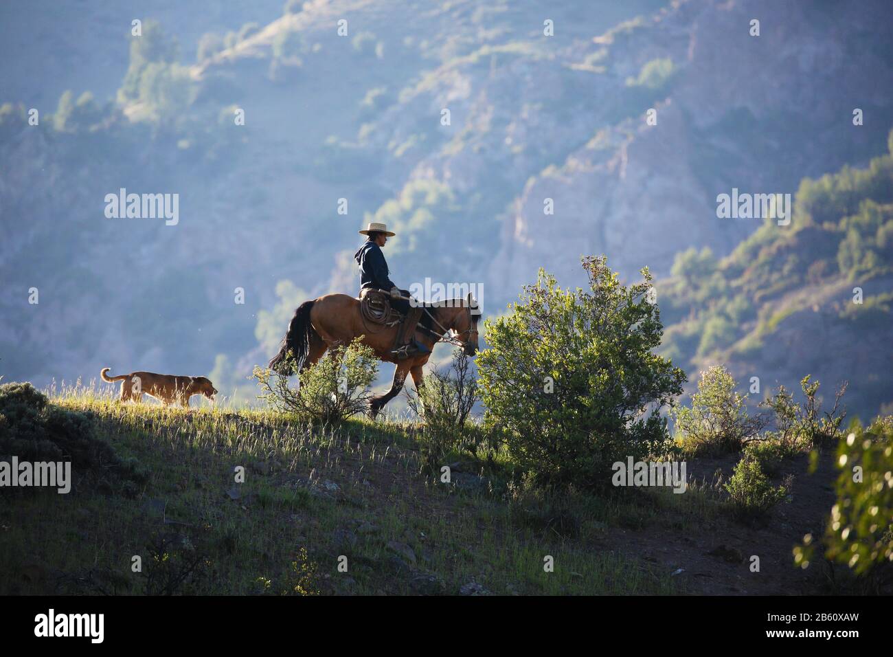 Mann zu Pferd und sein Hund in chilenischen Anden Stockfoto