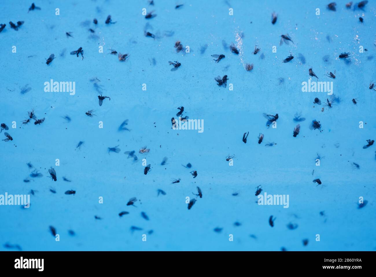 Hintergrundbild von toten Fliegen in Wasserfalle, Gartenarbeit, Pestizid, Insektenkonzept Stockfoto