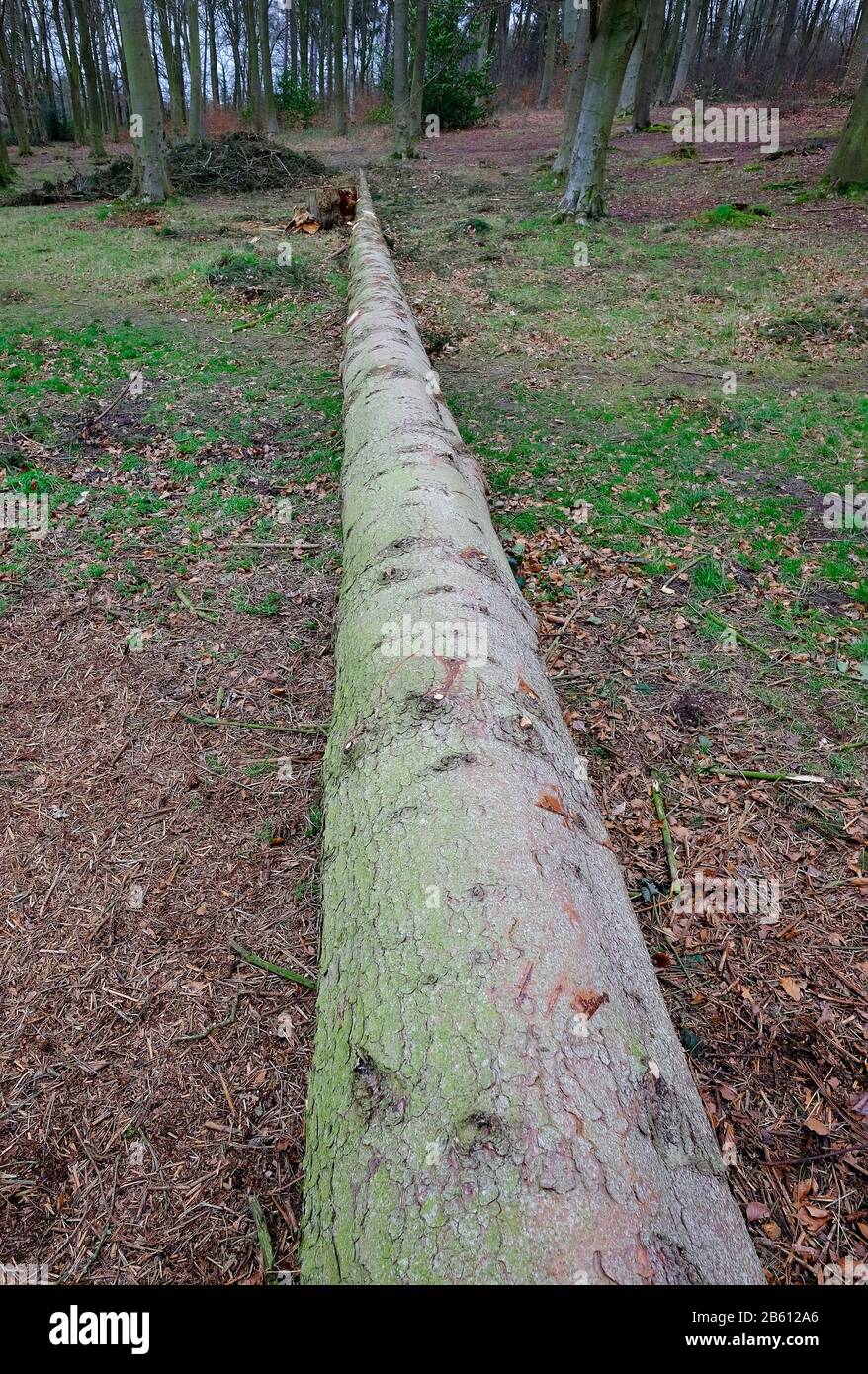 Baumstamm in Waldlandschaft, norfolk, england Stockfoto